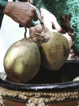 07 Memasukkan Sepasang Kelapa Hijau